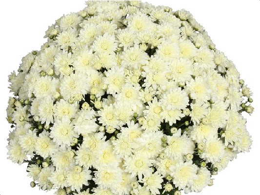 Хризантемы Jump White черенок 25 грн ожидается